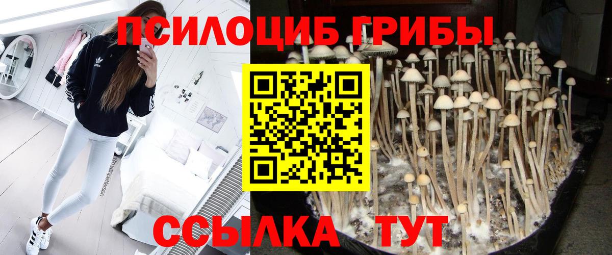 купить наркотик  Псилоцибиновые грибы прущие грибы  Вход с VPN  Вольск 